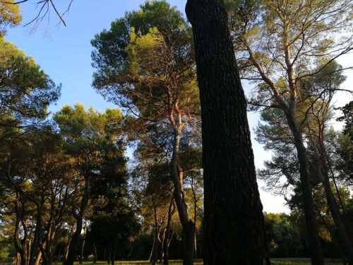 Rovinj,za auto kamp veliko zemljište,stoljetna šuma