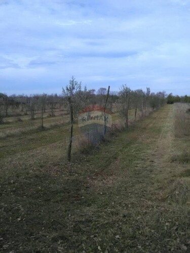 Istra, Juršići, maslinik sa 145 maslina