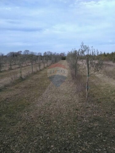 Istra, Juršići, maslinik sa 145 maslina