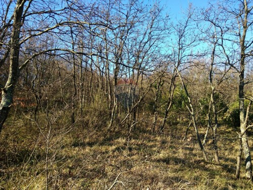 Istra, okolica Vodnjana, veliko poljoprivredno zemljište - 2