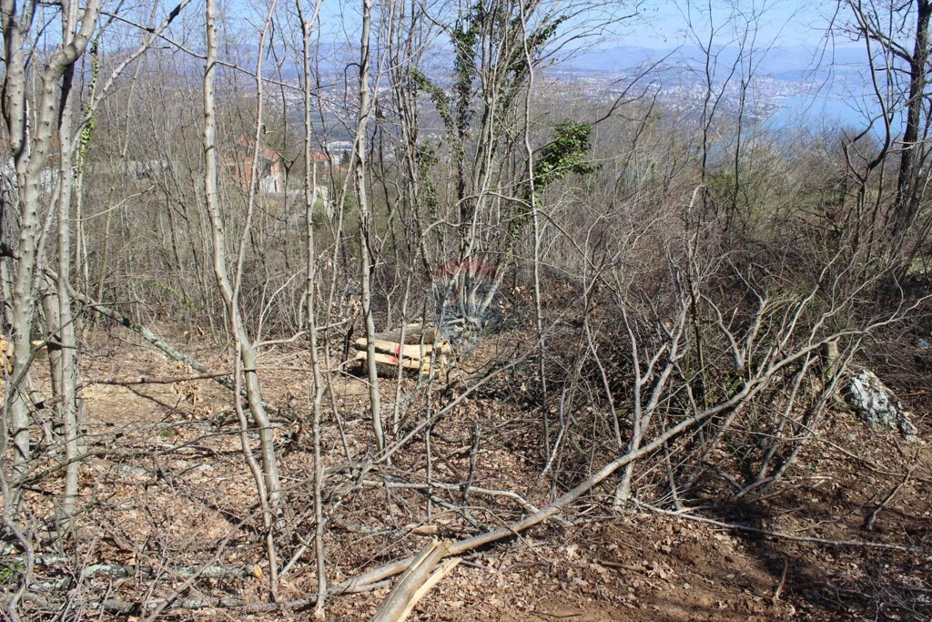 Image 5410043 - 3