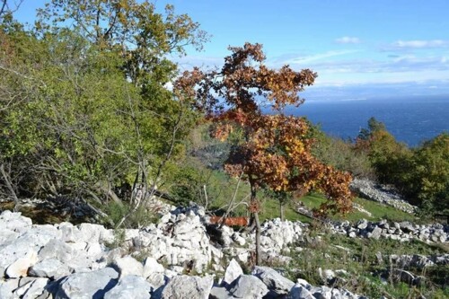 BRSEČ - SV. JELENA - GRAĐEVINSKI TEREN 716 m2