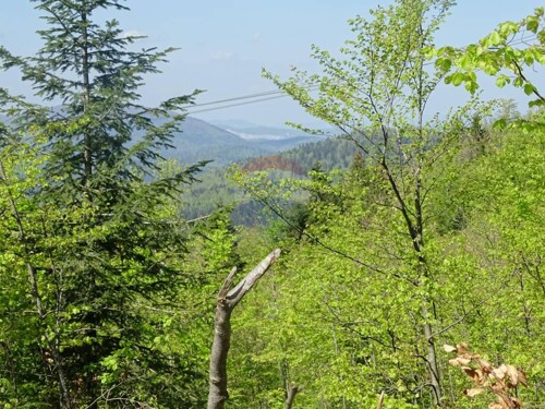 FUŽINE, BITORAJ - teren u srcu šume