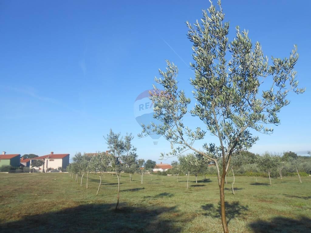 Image 5410452 - 3