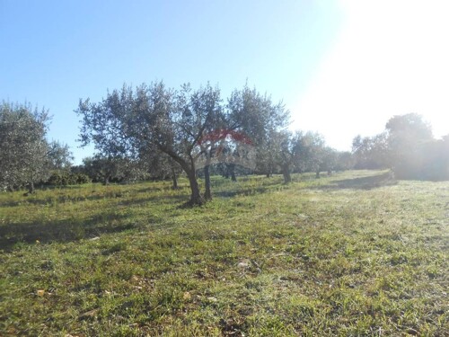 Istra, Vodnjan, Galižana, velika parcela na rubu urbanizacij