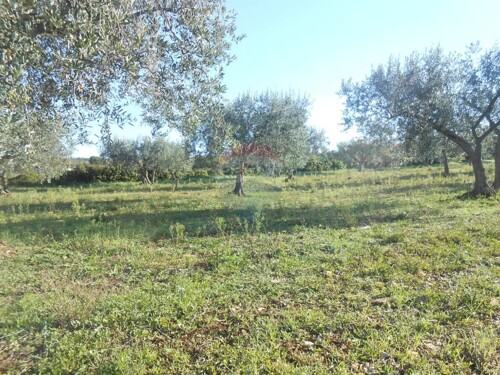 Istra, Vodnjan, Galižana, veliko zemljište sa maslinama na r