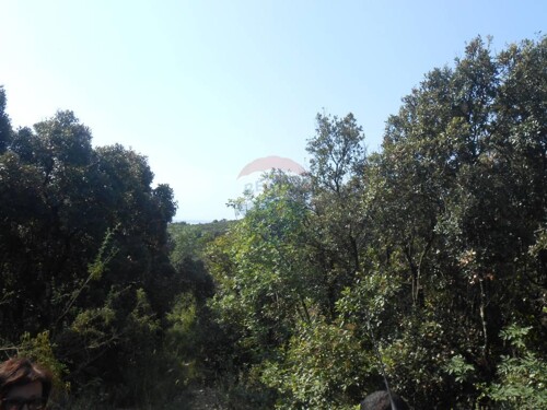 Istra, Marčana, Peruški, šuma