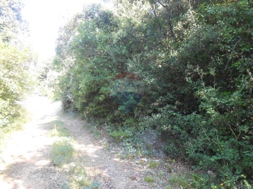 Istra, Marčana, Peruški, šuma
