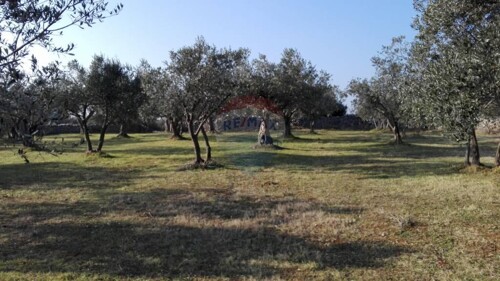 PEROJ, STARI MASLINIK SA 50 MASLINA