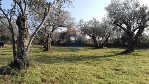 PEROJ, STARI MASLINIK SA 50 MASLINA