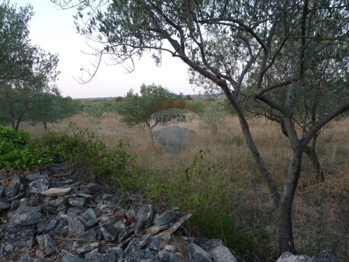 FAŽANA, maslenik od 1140 m2