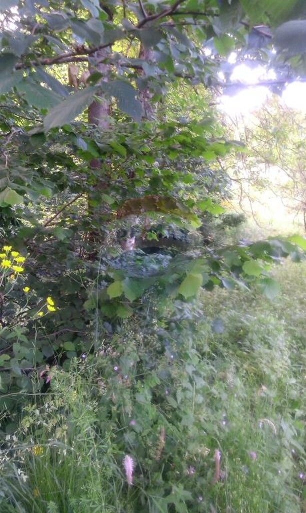 Image 5410709 - 2