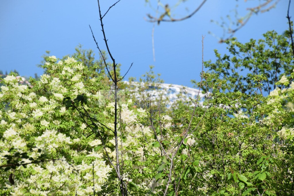 Image 5480650 - 4