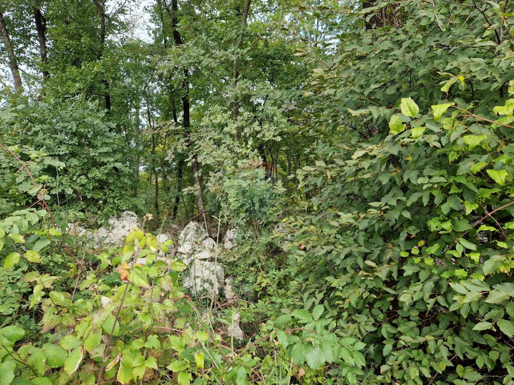 Image 5482045 - 1