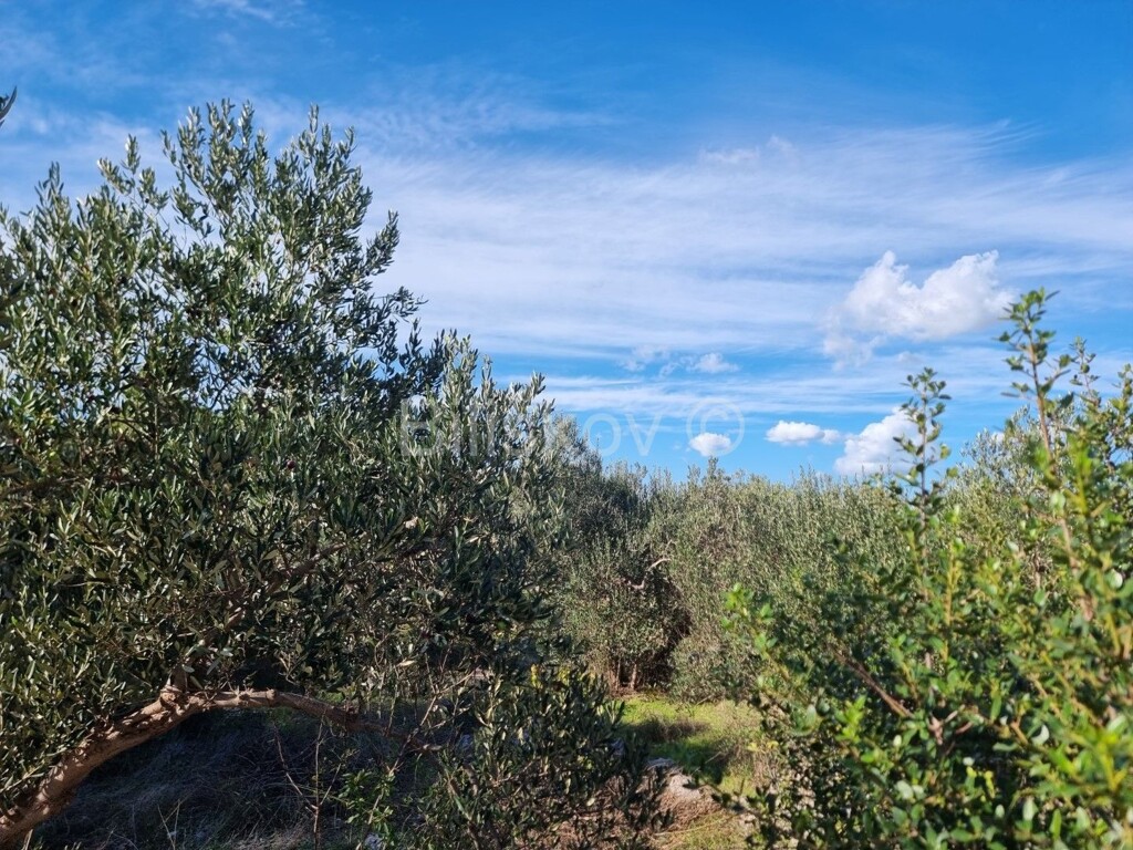 Image 5579109 - 4