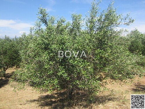 Poljoprivredo zemljište 1319 m2 – Neviđane *Pristupni put* (ID-2386)