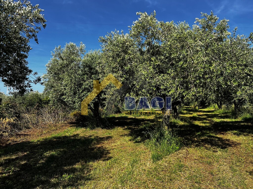 Image 5897988 - 1