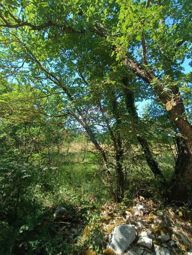 Image 5933176 - 2