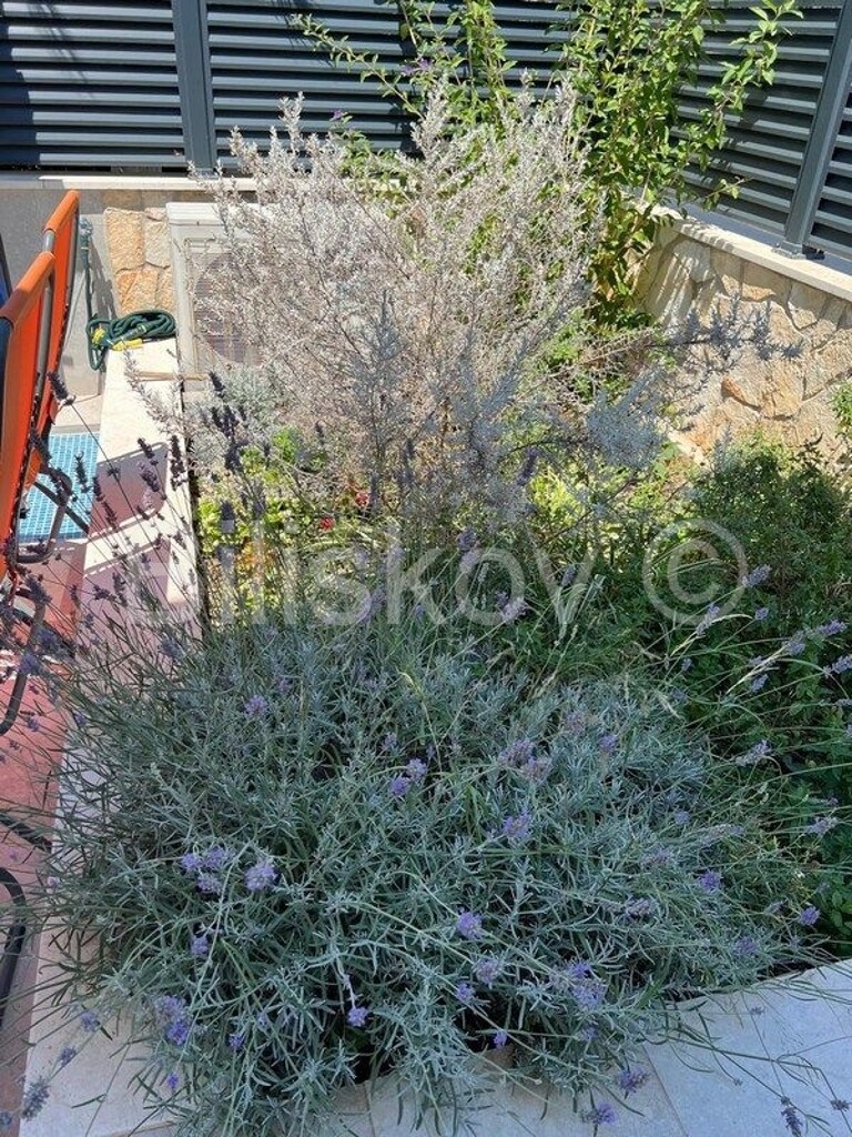Image 5937694 - 29