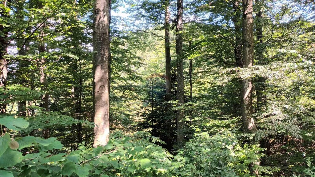 Image 5938315 - 6