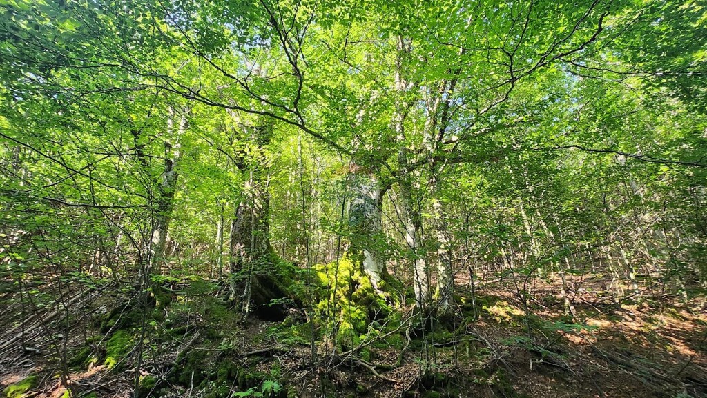 Image 5944531 - 1
