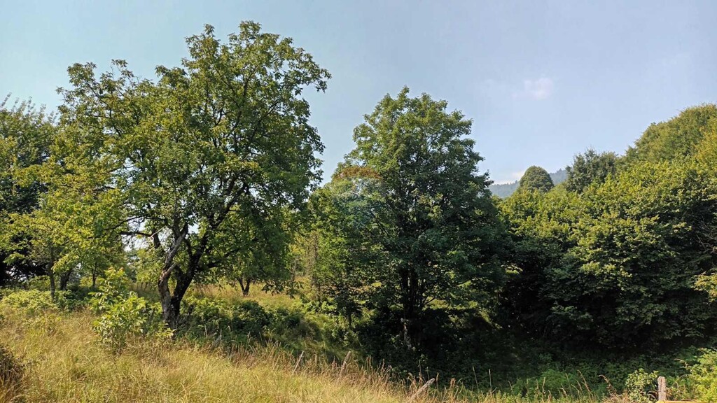 Image 5947986 - 10