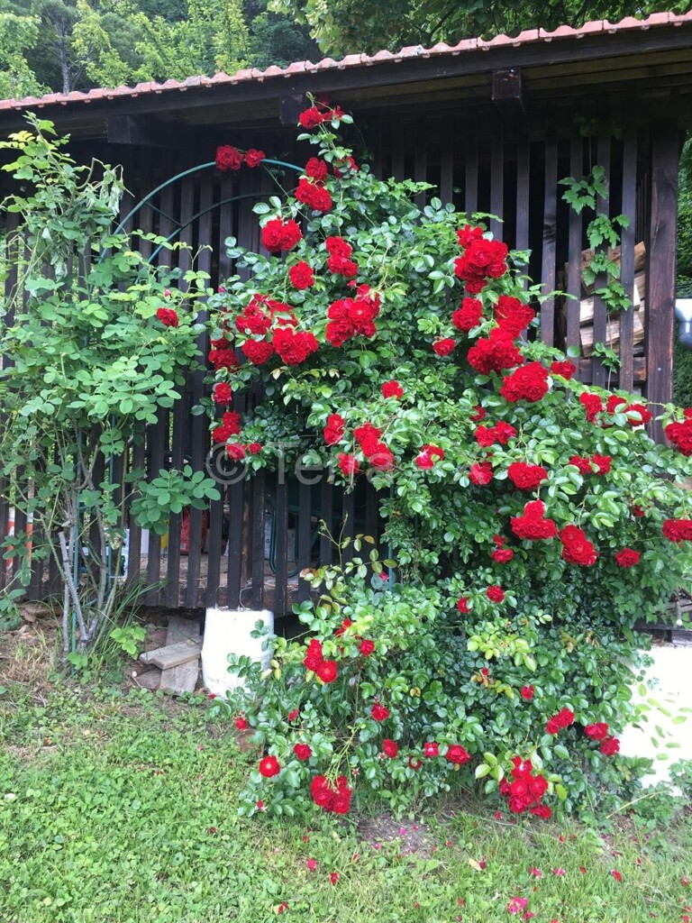 Image 6092244 - 23