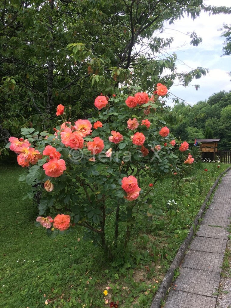 Image 6092244 - 25