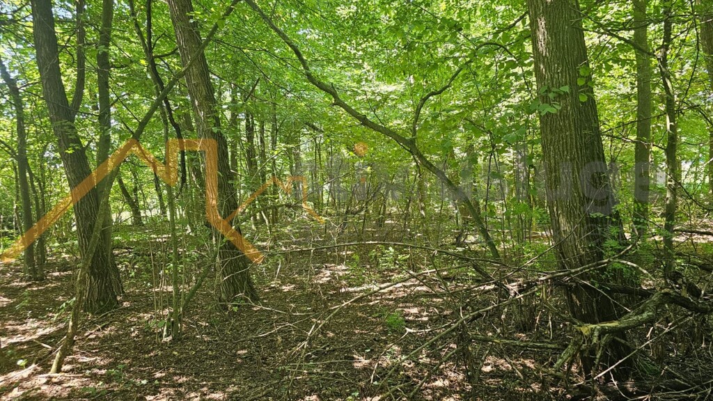 Image 6101498 - 1