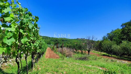 Labin - imanje s kućom, 28.000m2