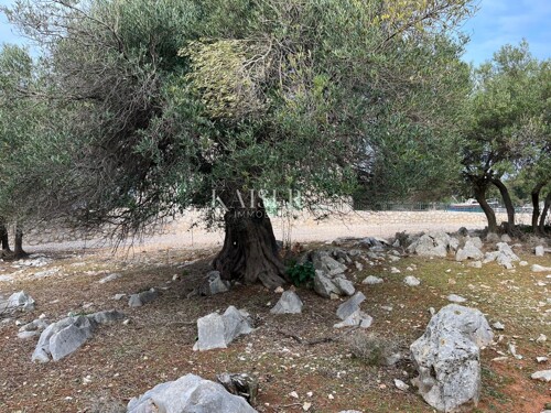 Otok Pag, Lun - jedinstveno građevinsko zemljište sa maslini