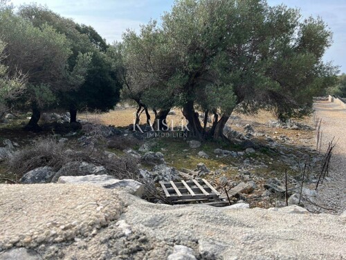 Otok Pag, Lun - jedinstveno građevinsko zemljište sa maslini