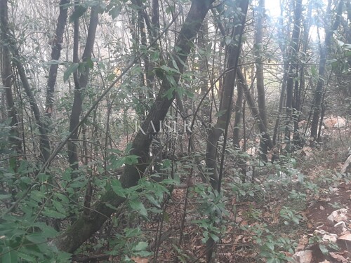 Thumbnail 6102748 - 3