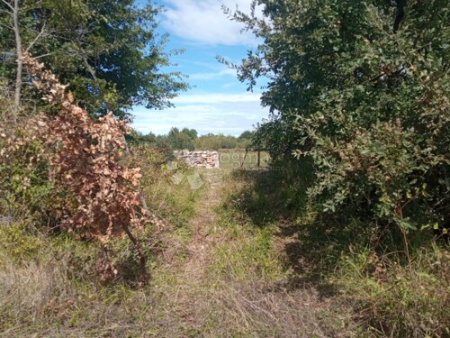 Thumbnail 6105579 - 4