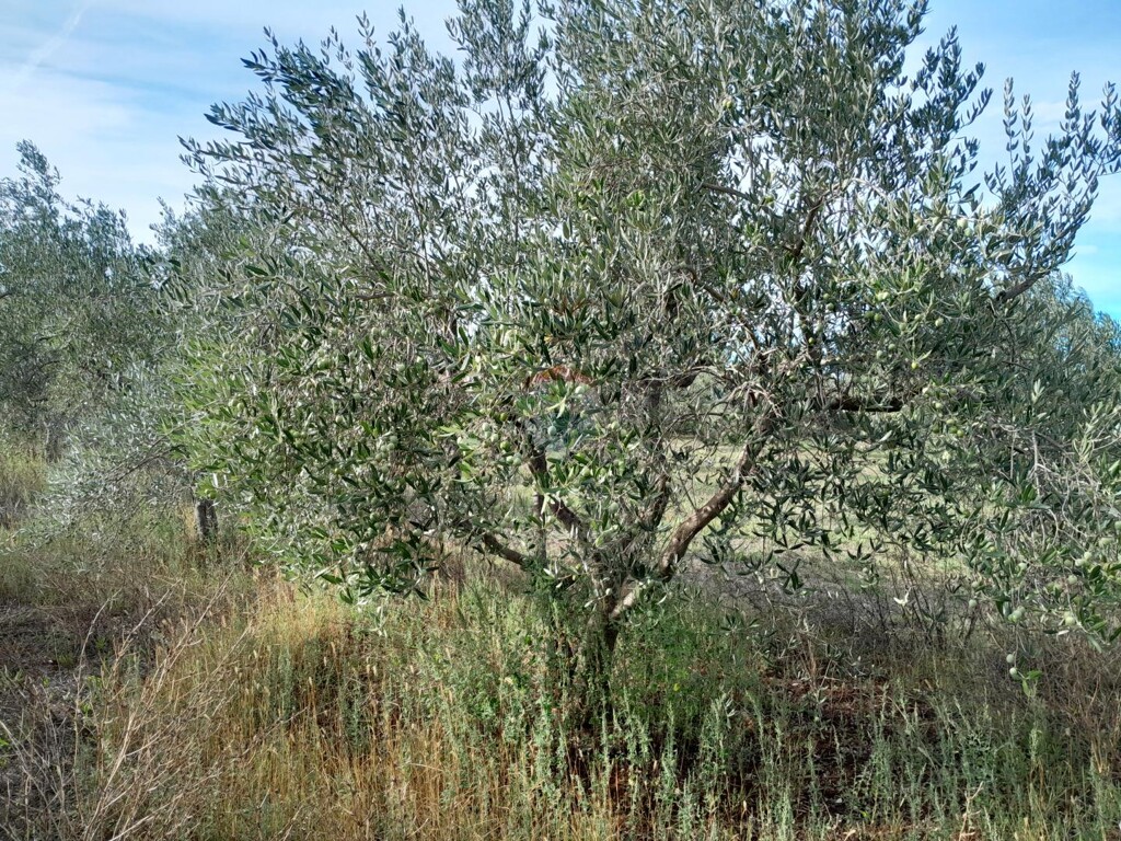Image 6117782 - 2