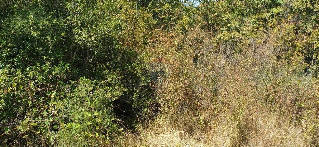 Image 6137717 - 5