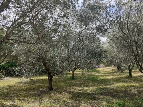 ISTRA, VIŽINADA – dvije građevinske parcele