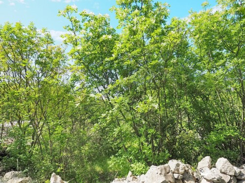 Krk, okolica, poljoprivedni teren s pristupnim putem, PRODAJ