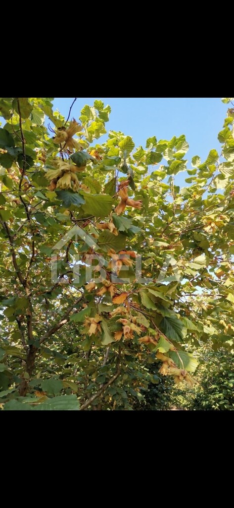 Image 6150851 - 2