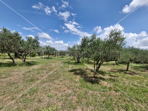 Fažana, poljoprivredno zemljište sa maslinama, 1500 m2