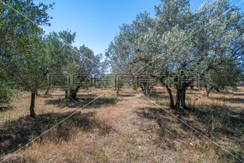 Fažana, poljoprivredno zemljište sa maslinama, 1500 m2
