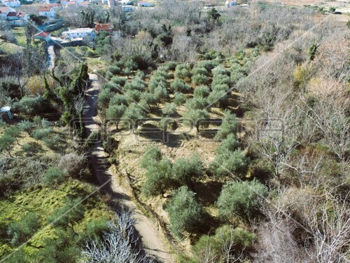 Građevinsko zemljište s maslinama, Lopar, otok Rab, 1.100 m2,