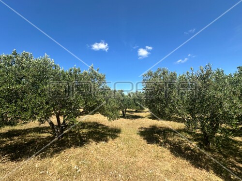 Thumbnail 6158957 - 6