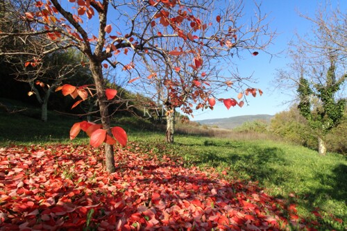 Istra - Motovun, građevinsko zemljište pogled Motovun