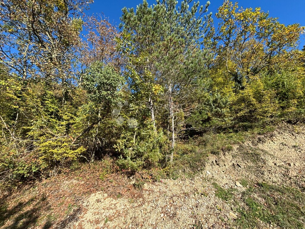 Image 6179093 - 3