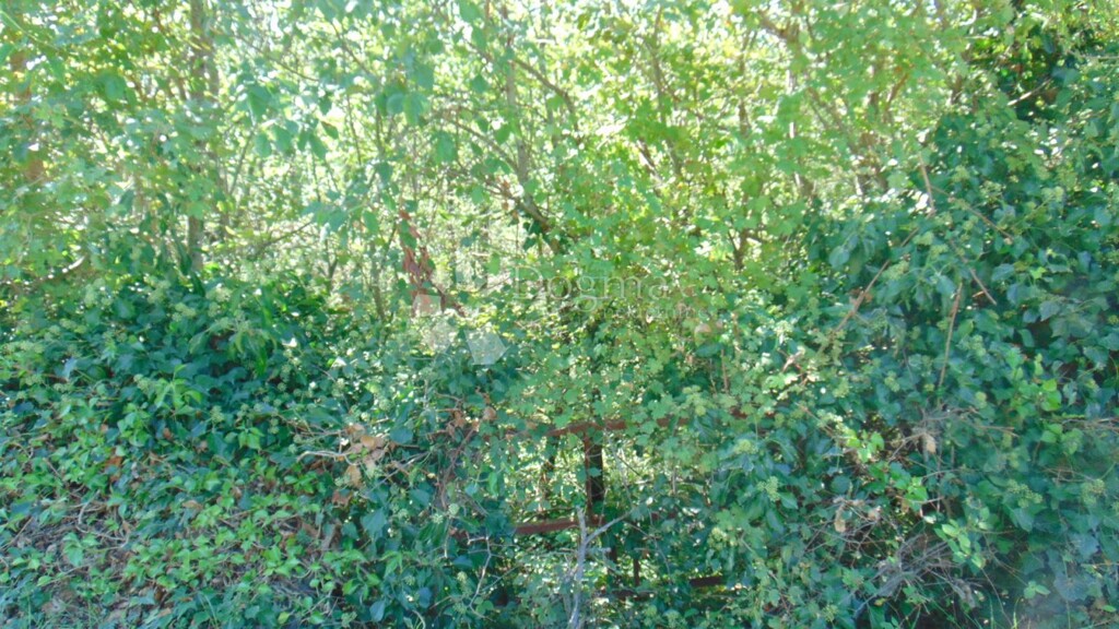 Image 6182042 - 1