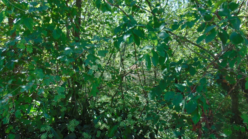 Image 6182042 - 2