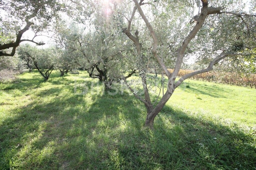 Image 6183477 - 7