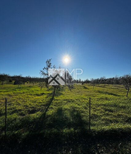 Istra, Vodnjan, njegovan maslinik, 13842 m2