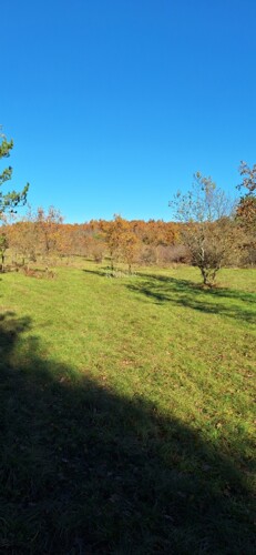 Istra- Višnjan, poljoprivredno zemljište 4 hektara